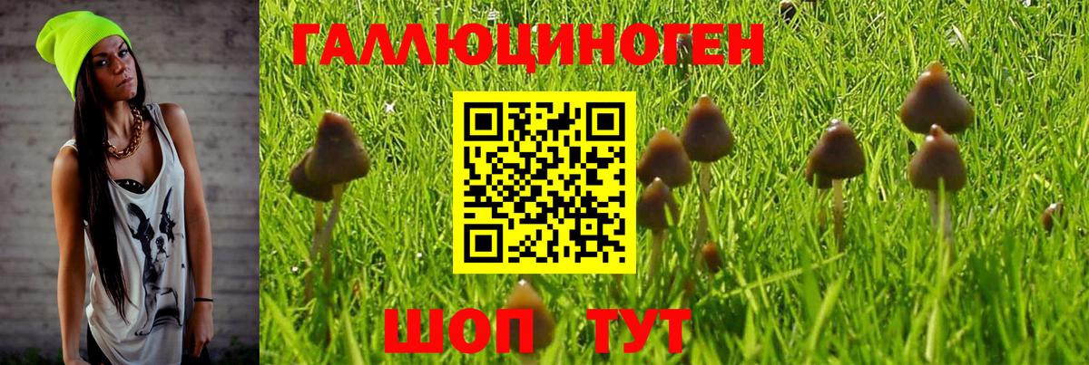 Псилоцибиновые грибы Psilocybe Павлово